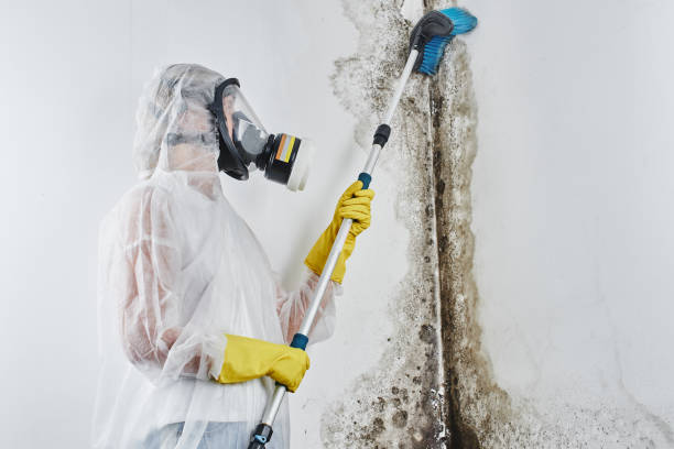 Best Home Mold Removal  in Broad Brook, CT