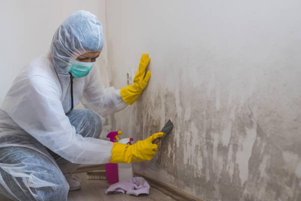 Best Mold Testing  in Broad Brook, CT