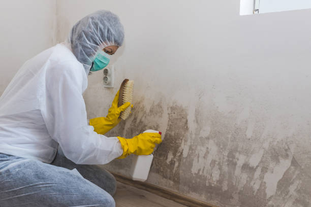 Best Professional Mold Removal  in Broad Brook, CT