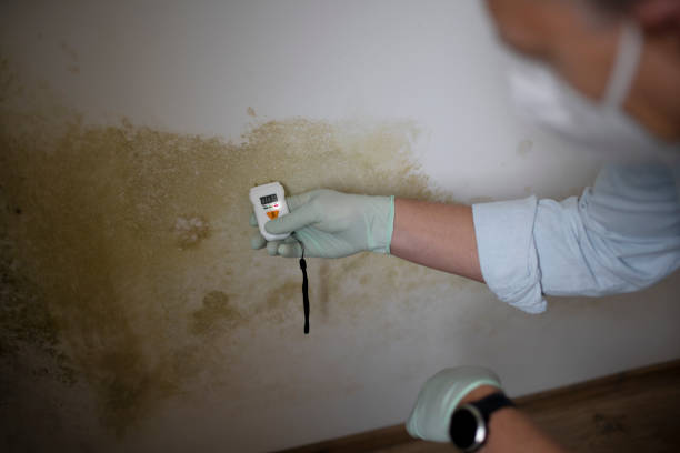 Best Home Mold Removal  in Broad Brook, CT