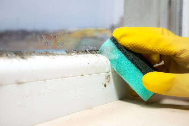 Reliable Broad Brook, CT Mold Removal Solutions