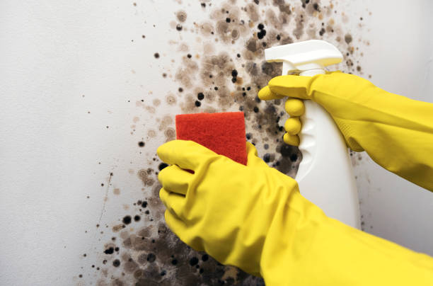 Best Certified Mold Removal  in Broad Brook, CT