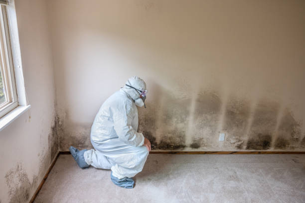 Home Mold Removal in Broad Brook, CT