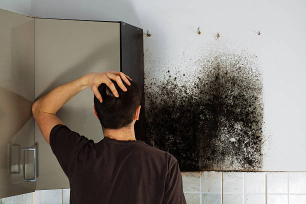 Best Best Mold Removal Companies  in Broad Brook, CT