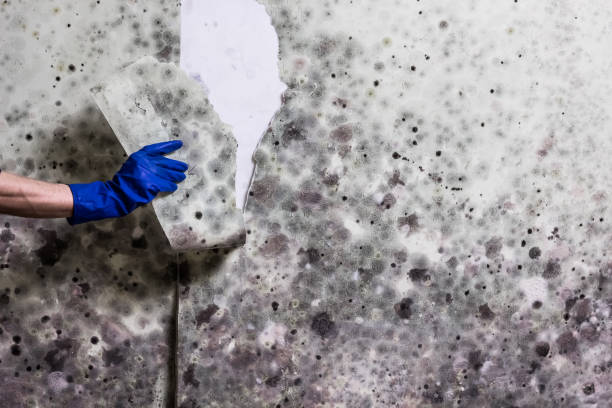 Best Attic Mold Removal  in Broad Brook, CT