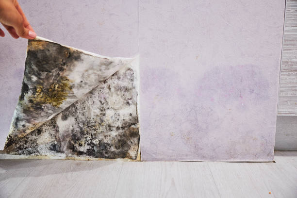 Best Residential Mold Removal  in Broad Brook, CT